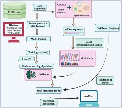 MRSLpred—a hybrid approach for predicting multi-label subcellular localization of mRNA at the genome scale